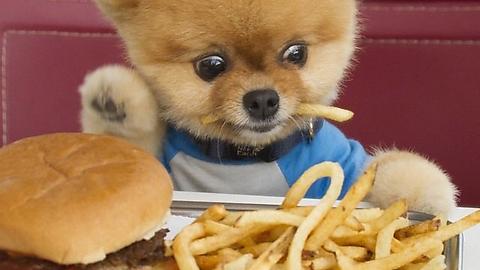 Dog eating Burger & Chips